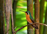 Purple-throated Mountaingem Hummingbird