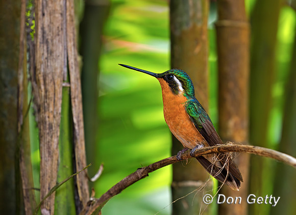 Purple-throated Mountaingem Hummingbird