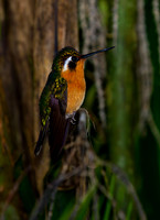 Purple-throated Mountaingem Hummingbird