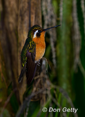 Purple-throated Mountaingem Hummingbird