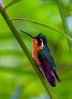 Purple-throated Mountaingem Hummingbird