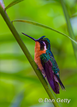 Purple-throated Mountaingem Hummingbird