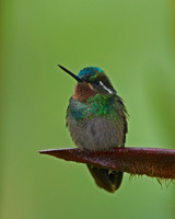 Purple-throated Mountaingem Hummingbird