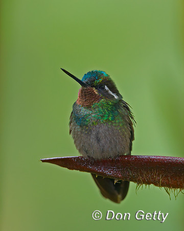 Purple-throated Mountaingem Hummingbird