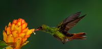 Rufous-tailed Hummingbird