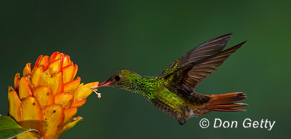 Rufous-tailed Hummingbird