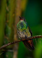 Rufous-tailed Hummingbird