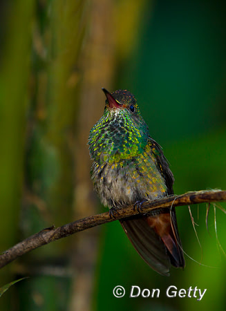 Rufous-tailed Hummingbird