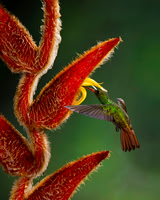 Rufous-tailed Hummingbird