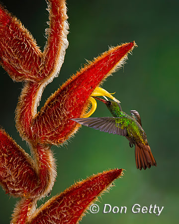 Rufous-tailed Hummingbird
