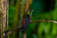 Rufous-tailed Hummingbird