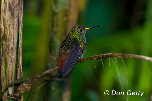 Rufous-tailed Hummingbird
