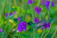 Violet-headed Hummingbird