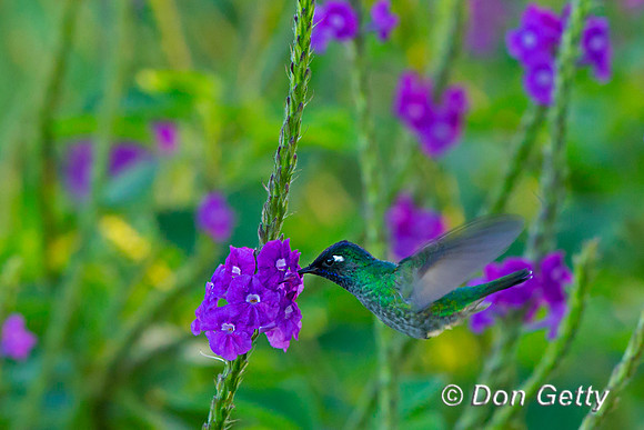 Violet-headed Hummingbird