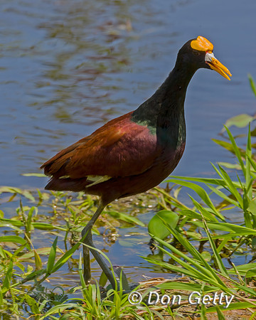 Northern Jancana