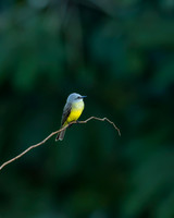 Tropical Kingbird