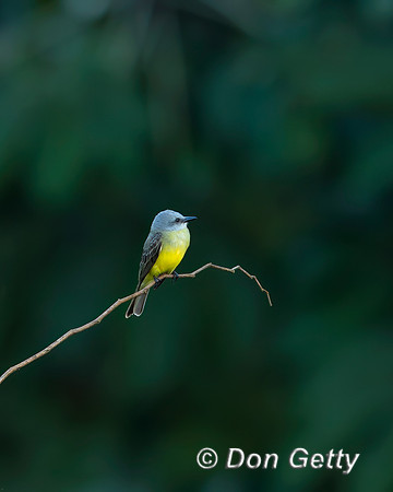 Tropical Kingbird