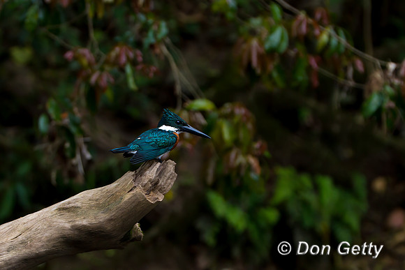 Amazon Kingfisher
