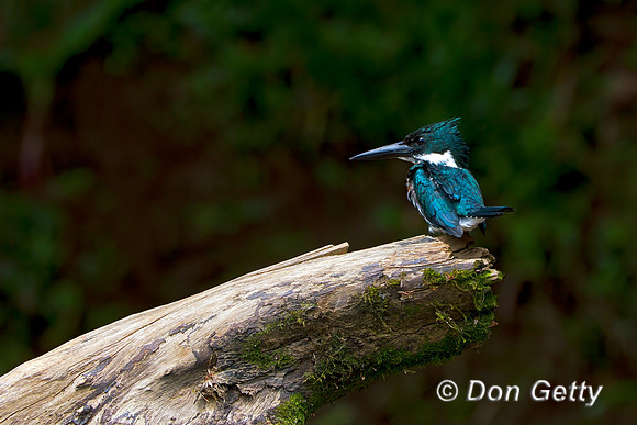 Amazon Kingfisher