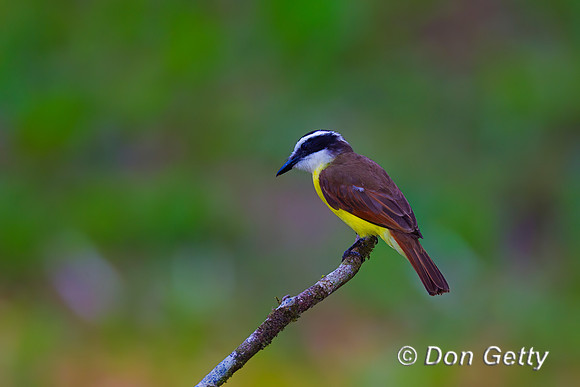 Great Kiskadee