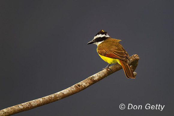 Great Kiskadee