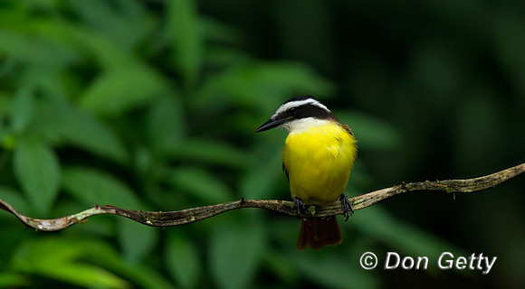 Great Kiskadee