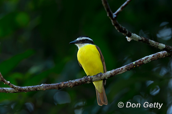 Great Kiskadee