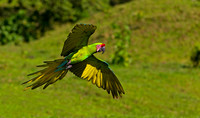 Great Green Macaw
