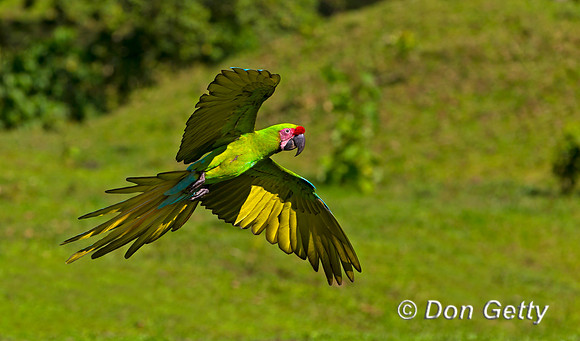 Great Green Macaw