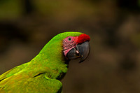 Great Green Macaw
