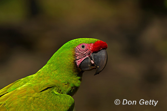 Great Green Macaw