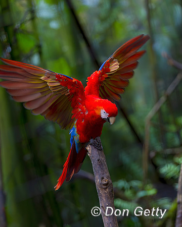 Scarlet Macaw