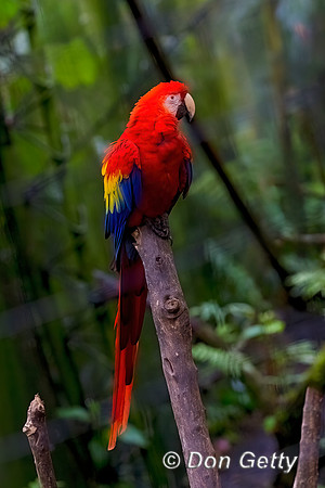 Scarlet Macaw