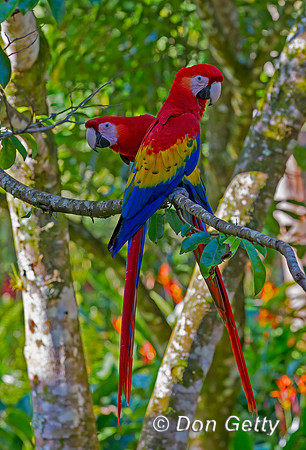Scarlet Macaw