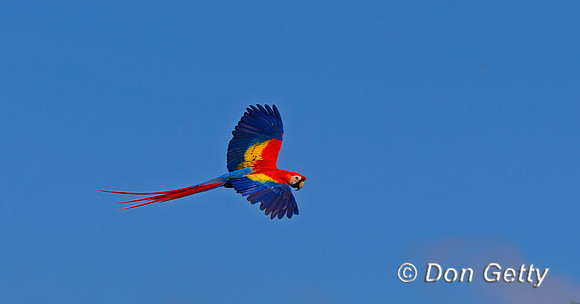 Scarlet Macaw