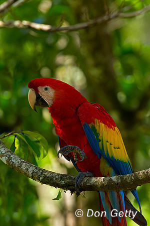 Scarlet Macaw