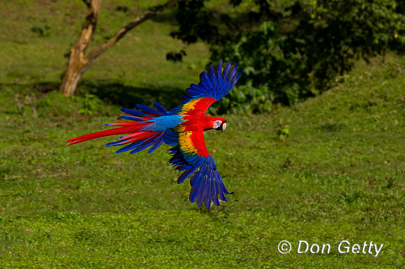 Scarlet Macaw