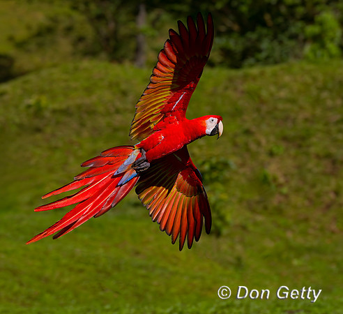 Scarlet Macaw