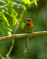 Broad-billed Motmot
