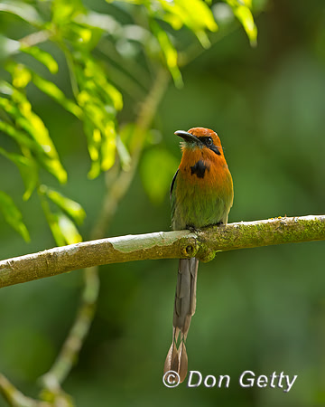 Broad-billed Motmot