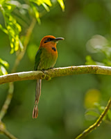 Broad-billed Motmot