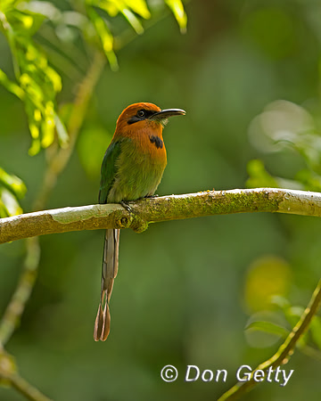 Broad-billed Motmot