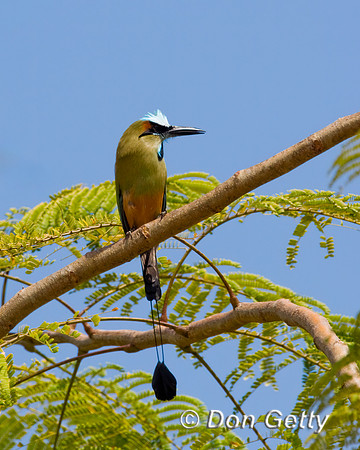 Turquoise-browed Motmot