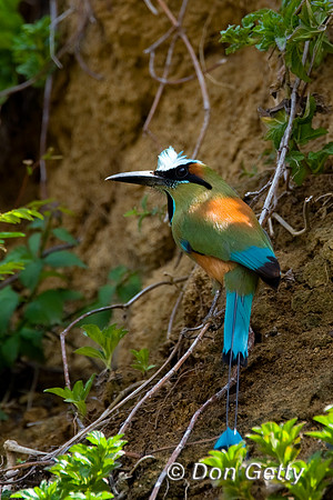 Turquoise-browed Motmot