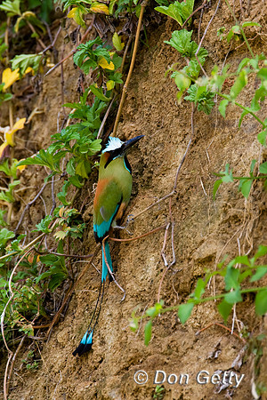 Turquoise-browed Motmot