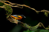 Baltimore Oriole