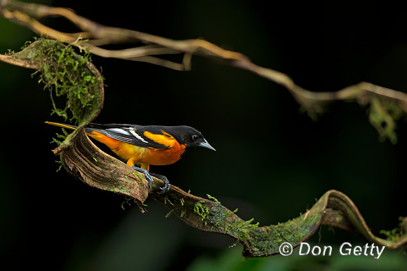 Baltimore Oriole