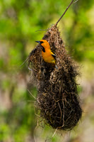 Streak-backed Oriole