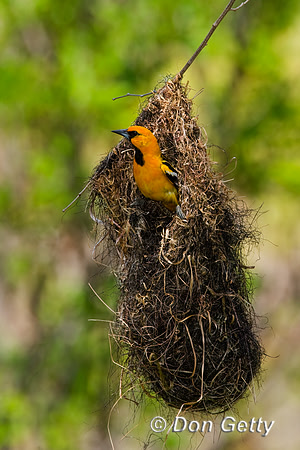 Streak-backed Oriole