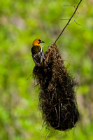 Streak-backed Oriole